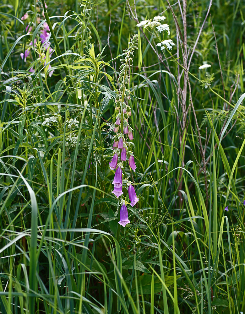 Изображение особи Digitalis purpurea.