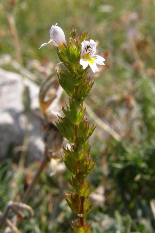 Изображение особи Euphrasia taurica.