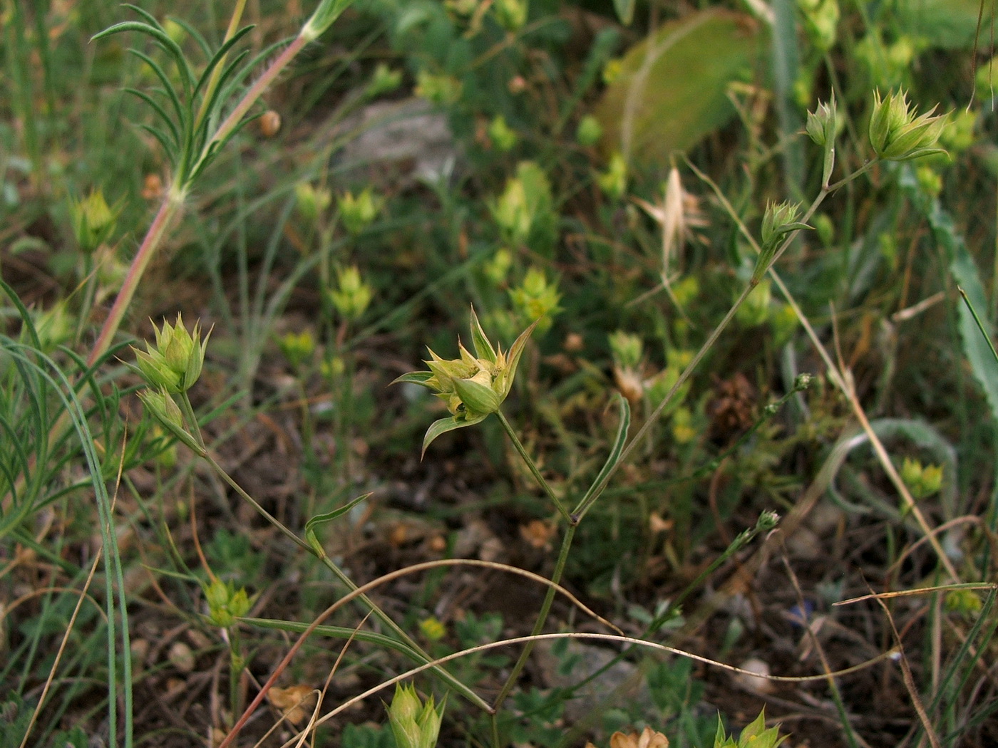 Изображение особи Bupleurum baldense.