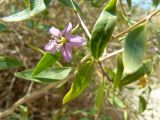 View full-size image Lycium barbarum