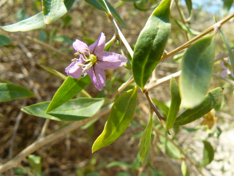 Изображение особи Lycium barbarum.