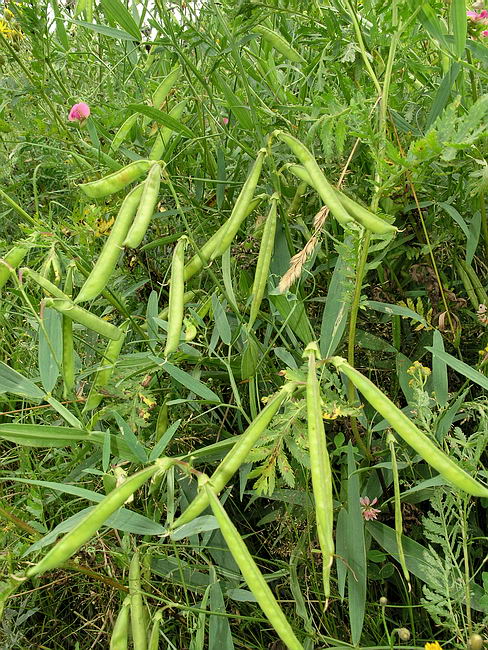 Изображение особи Lathyrus sylvestris.