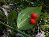 Ruscus colchicus