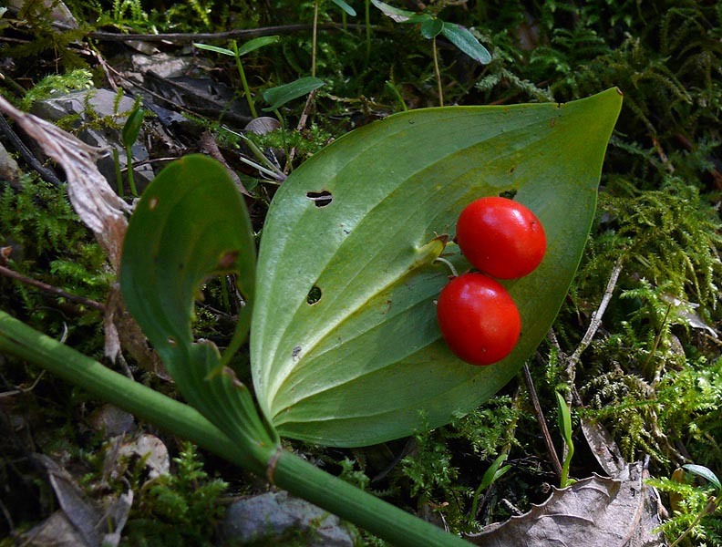 Image of Ruscus colchicus specimen.