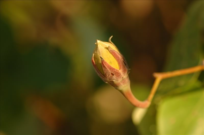 Image of Hibiscus tiliaceus specimen.