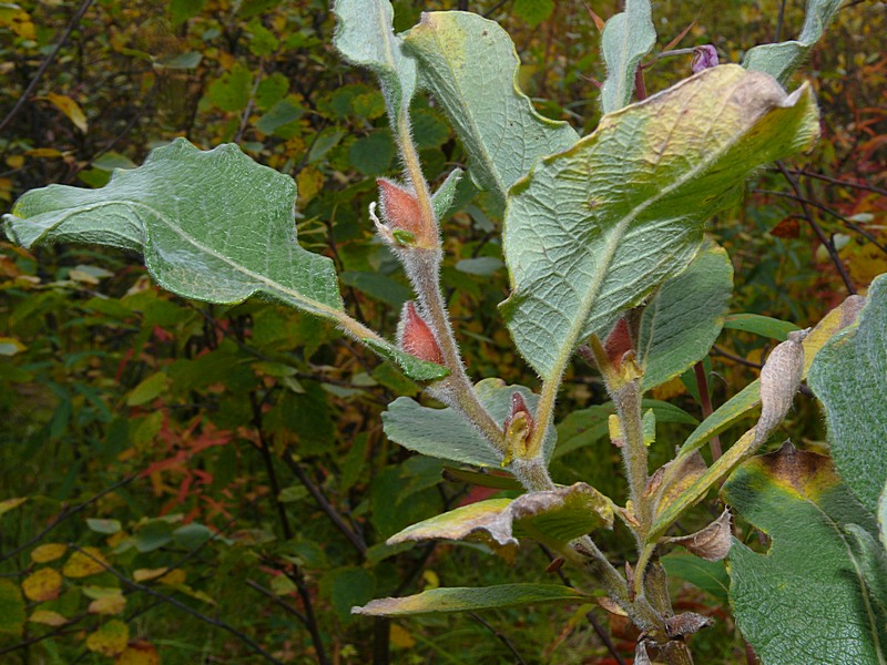 Image of Salix lanata specimen.