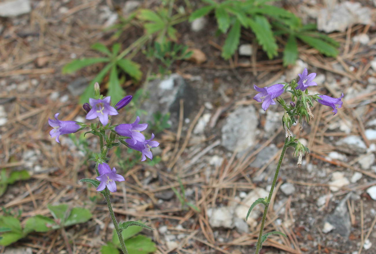 Изображение особи Campanula sibirica.