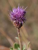 Cirsium setosum