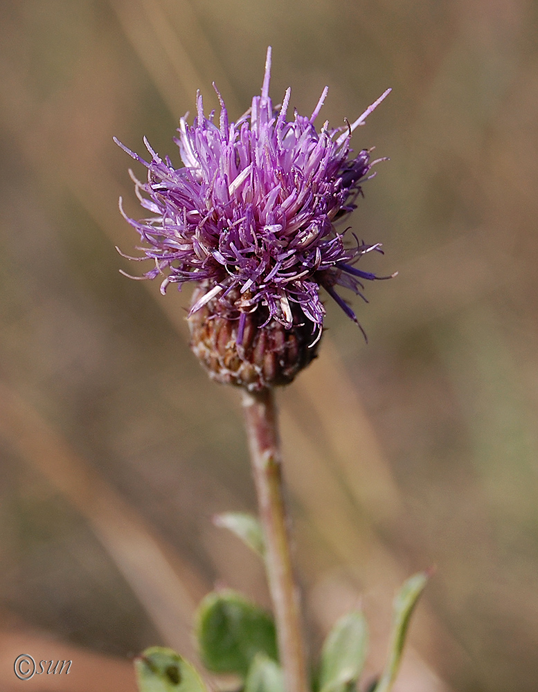 Изображение особи Cirsium setosum.