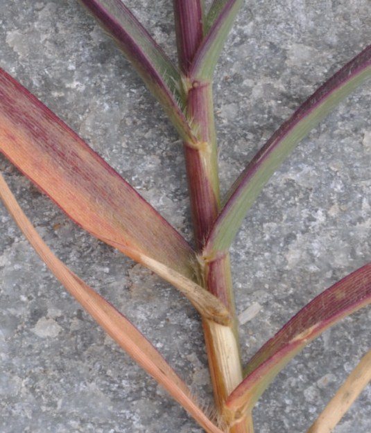 Image of Sporobolus pungens specimen.