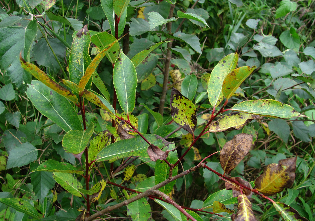 Изображение особи Salix pentandra.