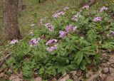 Cardamine quinquefolia. Цветущие растения. Краснодарский край, Новороссийский р-н, гора Рябкова, дубово-грабовый лес. 27.03.2015.