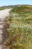 Eriophorum vaginatum. Плодоносящие растения на заболоченном участке обочины грунтовой дороги. Мурманская обл., Кольский р-н, окр. пос. Дальние Зеленцы. 22.06.2015.