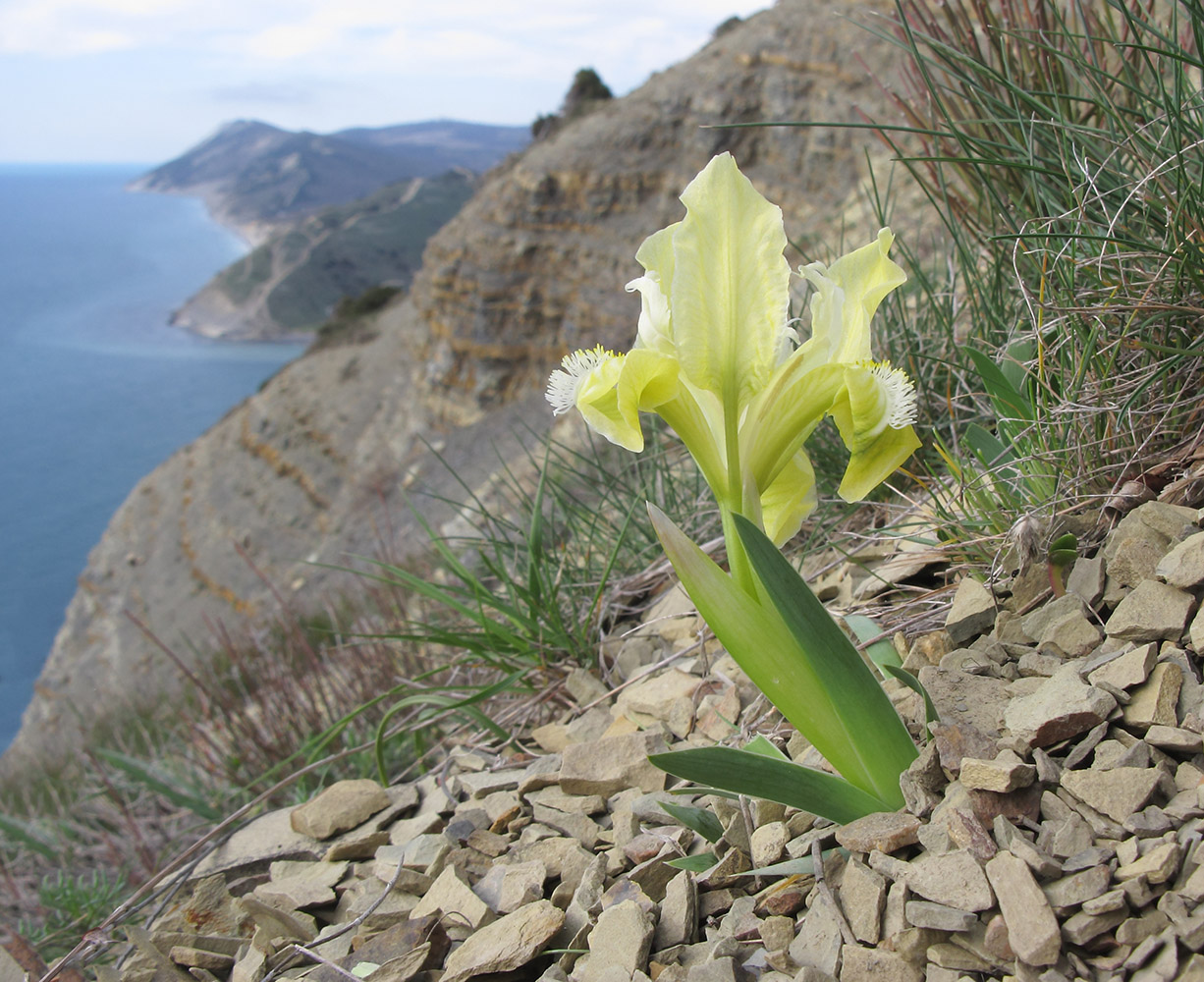 Изображение особи Iris pumila.