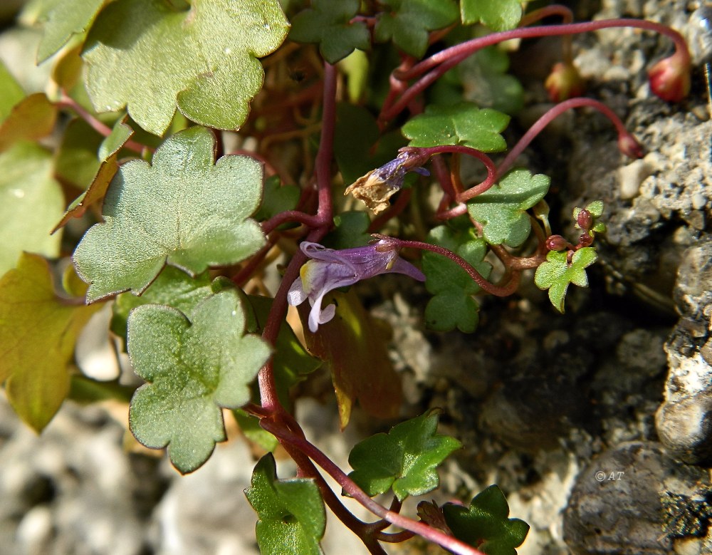 Изображение особи Cymbalaria muralis.