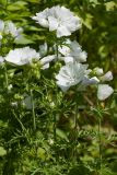 Malva moschata