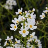 Hottonia palustris. Верхняя часть соцветия. Украина, Волынская обл., Ратновский р-н, с. Залухов, мелиоративная канава. 30 мая 2009 г.