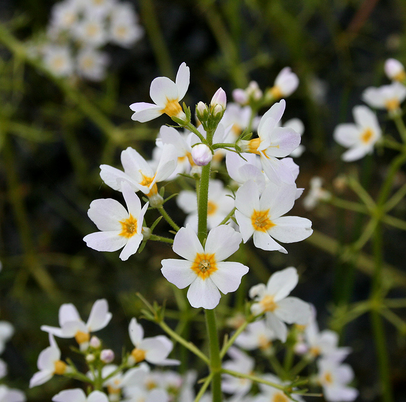 Изображение особи Hottonia palustris.