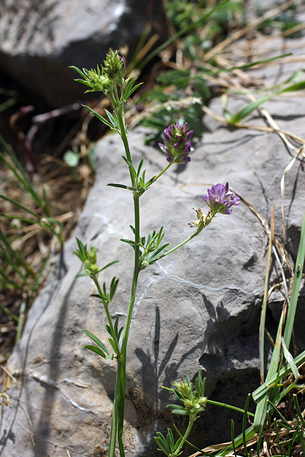 Изображение особи род Medicago.