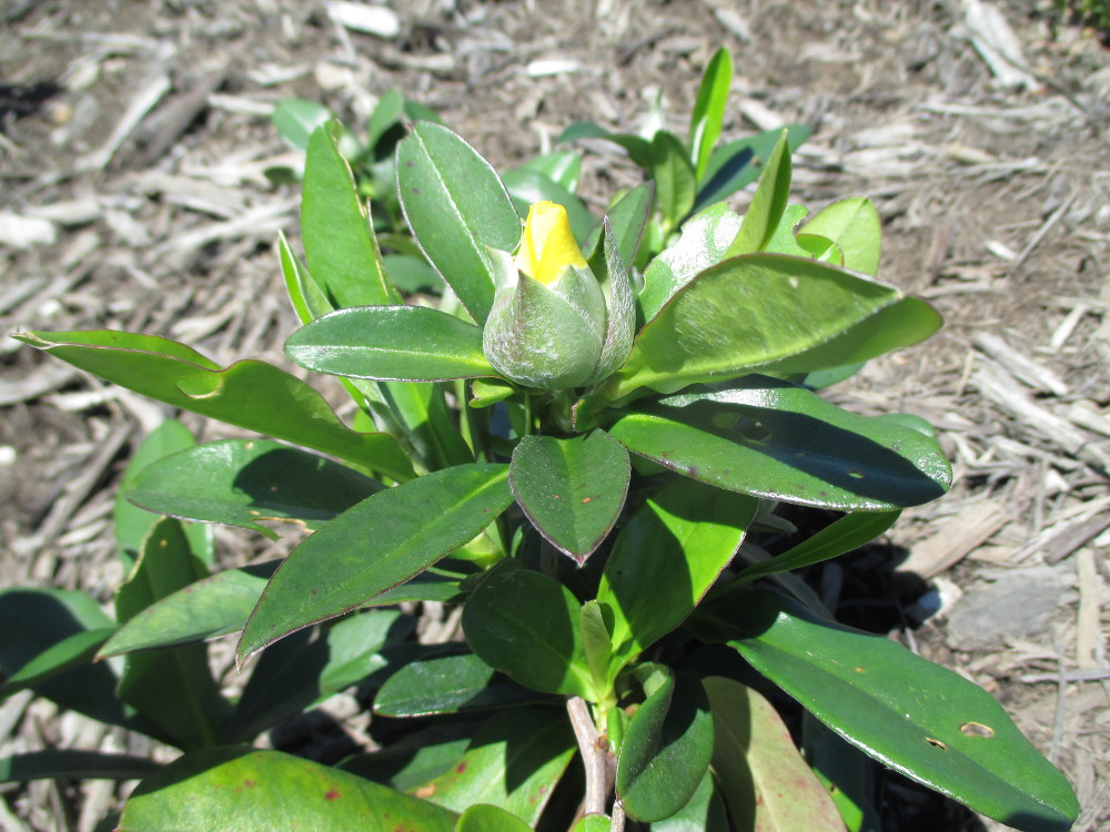 Image of Hibbertia scandens specimen.