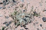 genus Artemisia