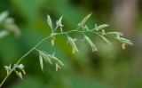 genus Festuca