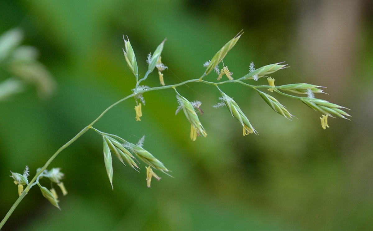 Image of genus Festuca specimen.