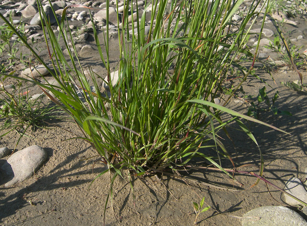 Изображение особи Lolium rigidum.