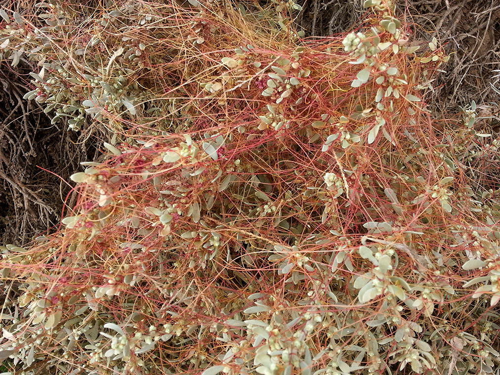 Изображение особи Cuscuta palaestina.
