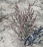 Salicornia perennans
