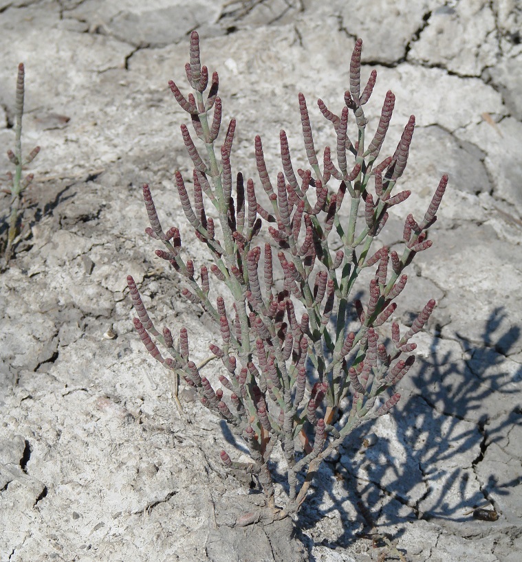 Изображение особи Salicornia perennans.