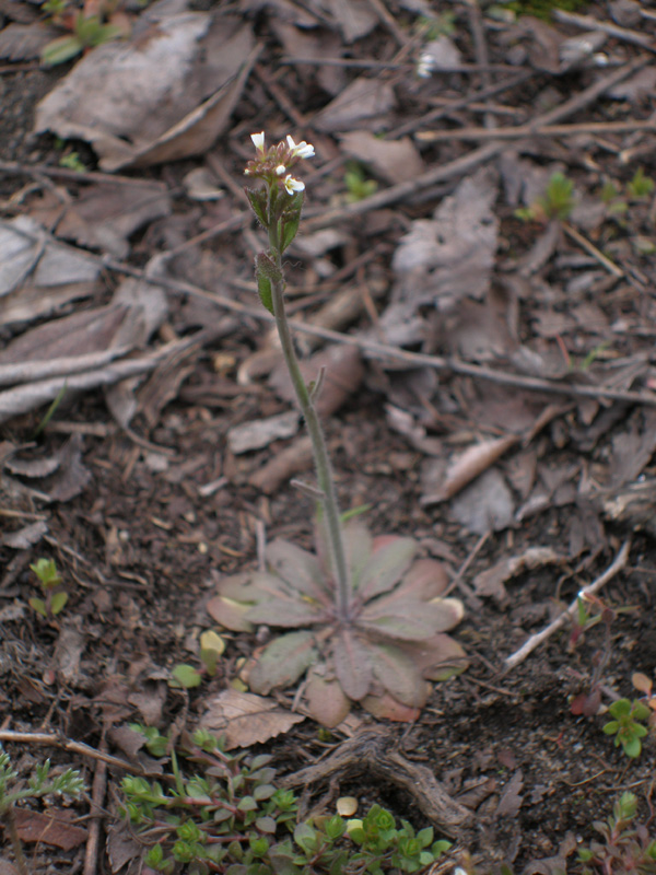 Изображение особи Arabidopsis thaliana.