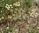 Zosima korovinii
