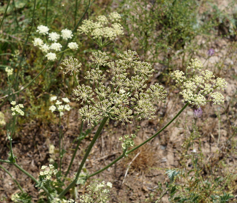 Image of Zosima korovinii specimen.