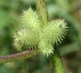 Xanthium orientale