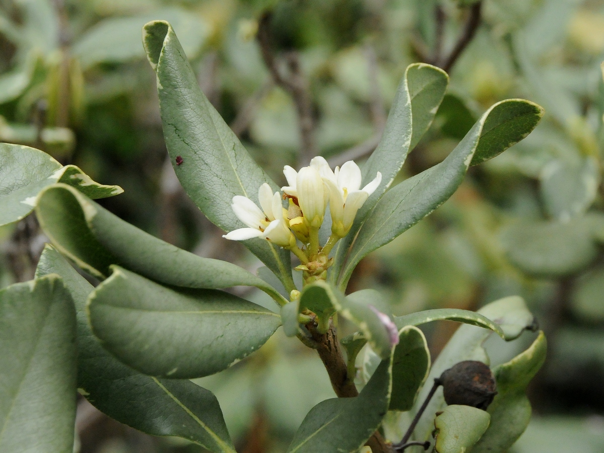 Image of Pittosporum tobira specimen.