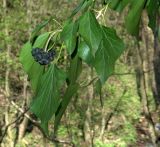 Hedera helix. Побег со зрелыми плодами. Чёрная гора, Закарпатье, 14.04.2008.