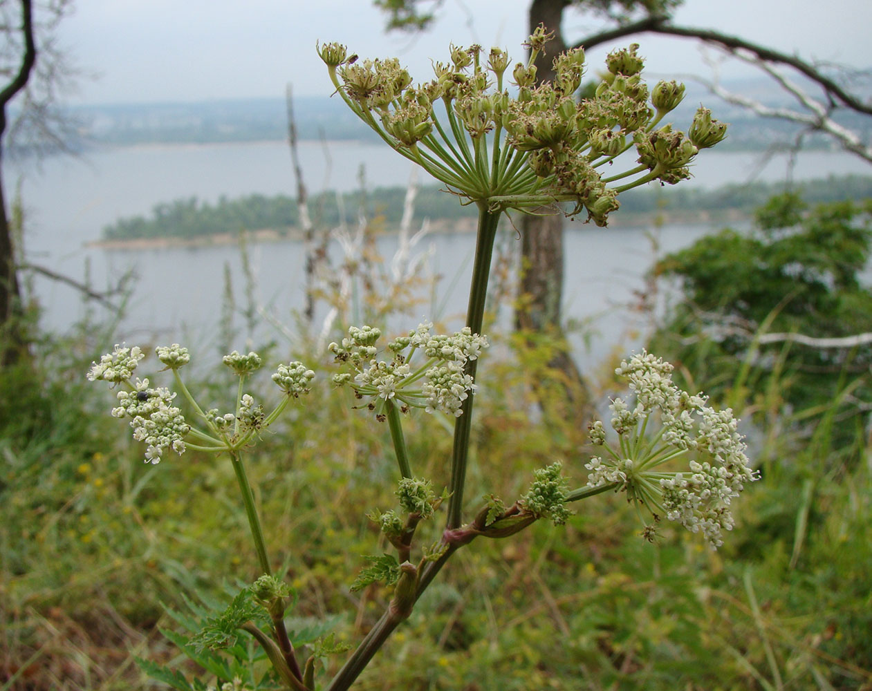 Image of Seseli libanotis specimen.