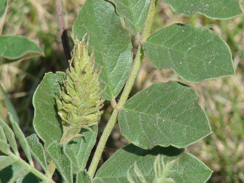 Image of Glycyrrhiza grandiflora specimen.