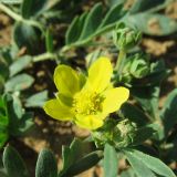 Potentilla bifurca