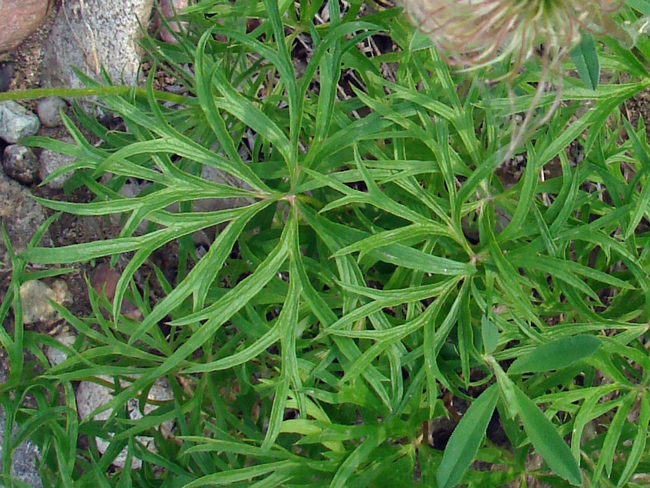 Image of Pulsatilla angustifolia specimen.