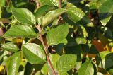 Cotoneaster lucidus