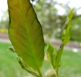 Magnolia × loebneri. Разворачивающиеся листья. Латвия, Рига, Ботанический сад Латвийского университета, экспозиция магнолий (участок 1). 05.05.2015.