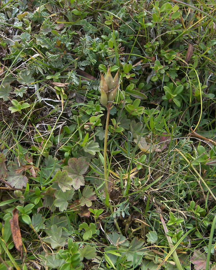 Изображение особи Oxytropis kubanensis.