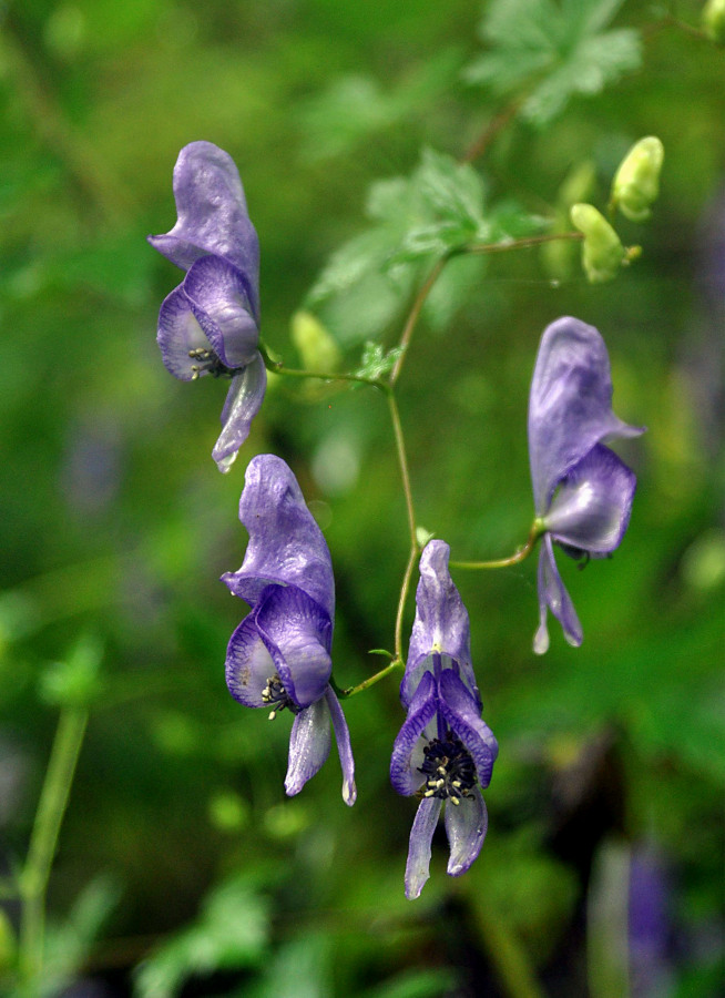 Image of Aconitum sczukinii specimen.