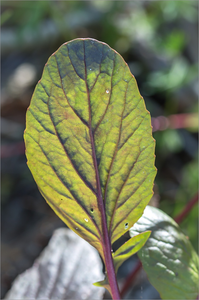 Image of Barbarea stricta specimen.