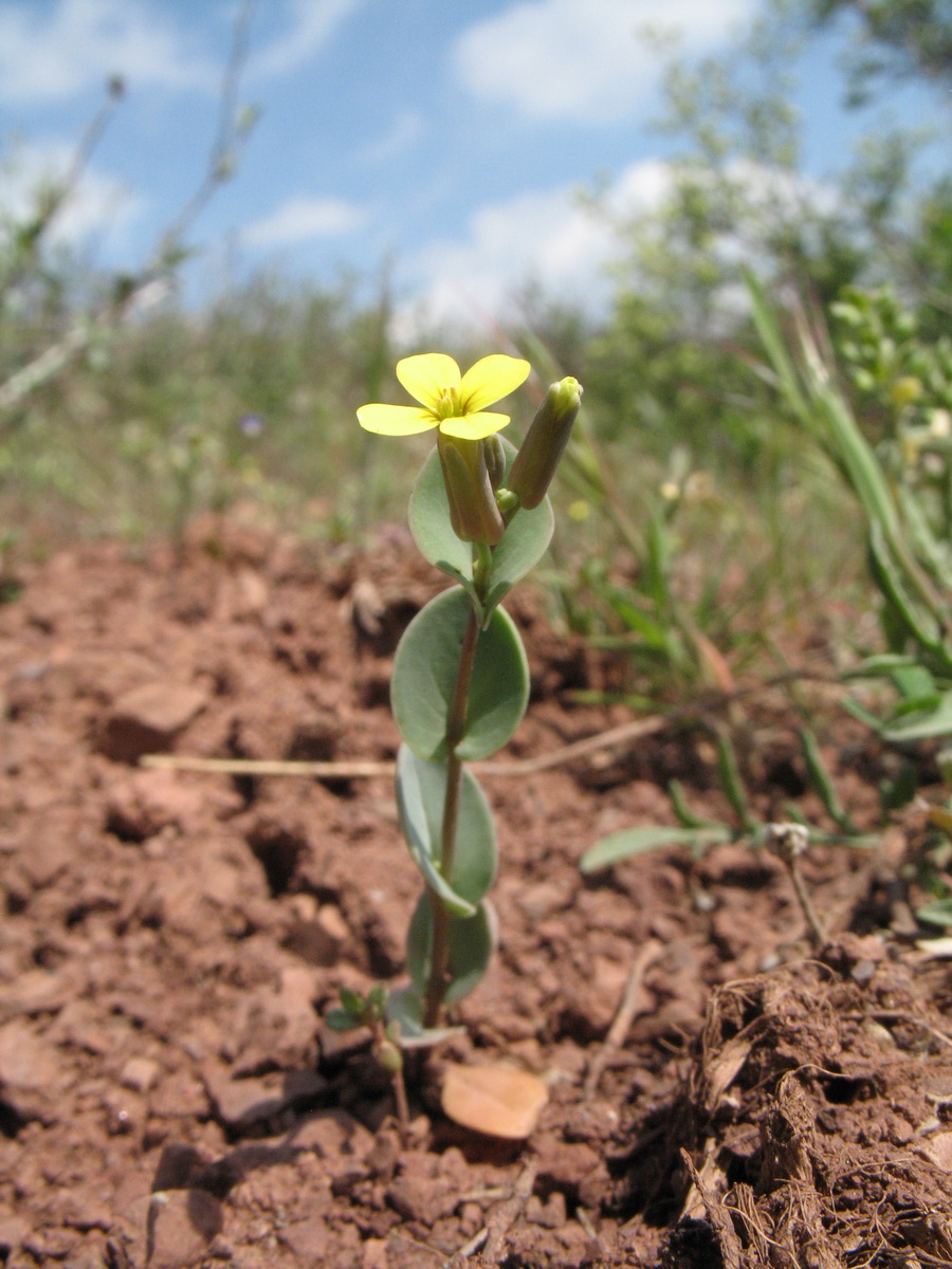 Изображение особи Conringia clavata.