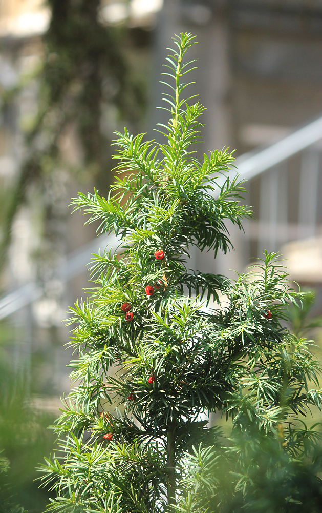 Изображение особи Taxus baccata.