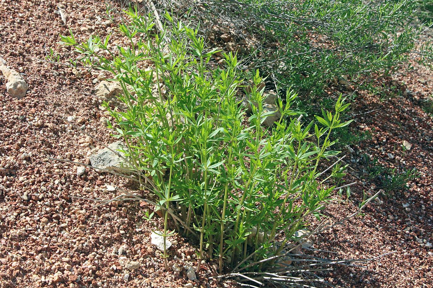 Image of Rubia laevissima specimen.