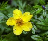 Dasiphora fruticosa